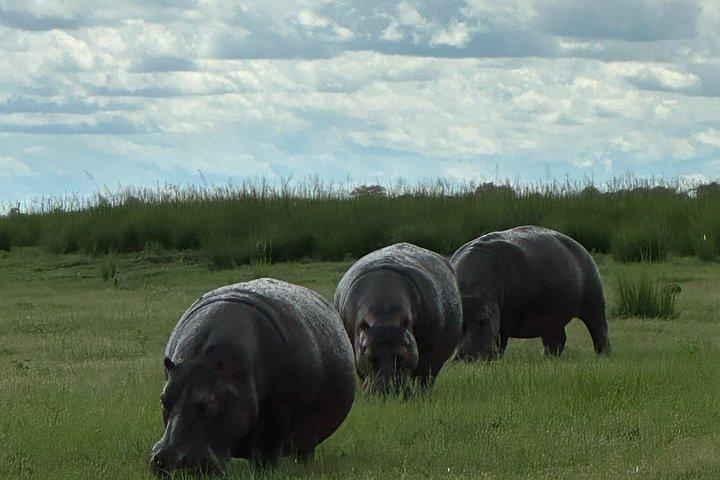 Chobe heldagssafari i Chobe