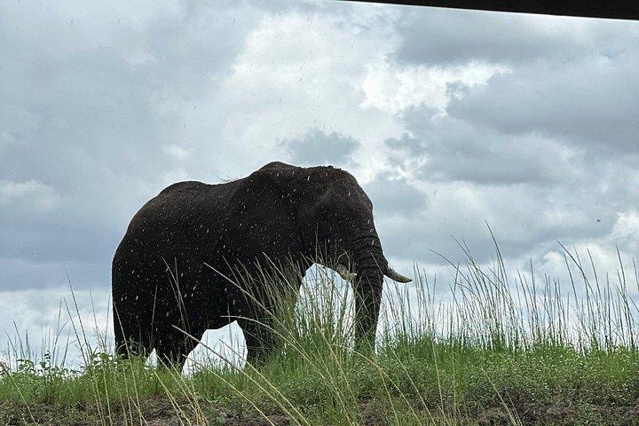 Chobe heldagssafari i Chobe