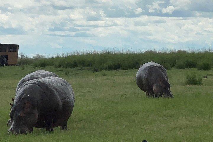 Chobe heldagssafari i Chobe