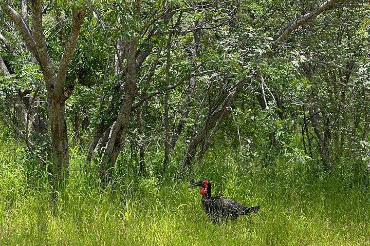 Chobe heldagssafari i Chobe