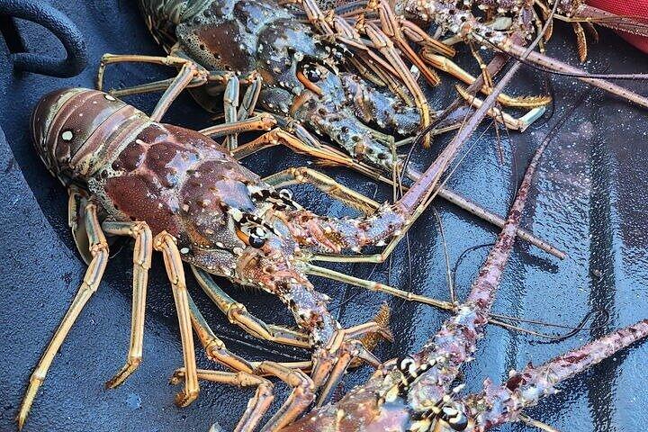 Lobster Hunt Excursion in South Florida