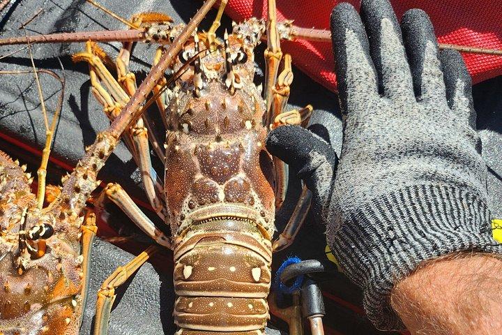 Lobster Hunt Excursion in South Florida