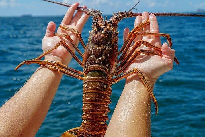 Lobster Hunt Excursion in South Florida