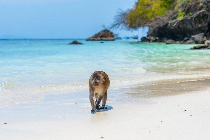 Phi Phi Inseln Maya Bay Entdeckungstour ab Phuket
