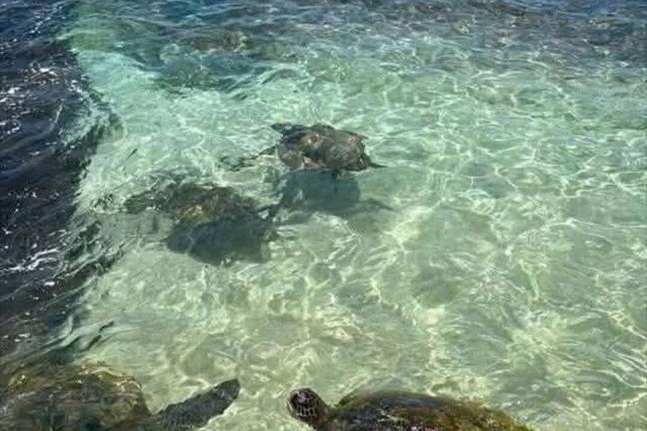 Private North Shore Hawaiian outrigger Canoe and turtle adventure