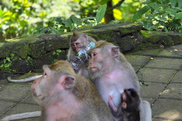 Bali Ubud Attività Tour