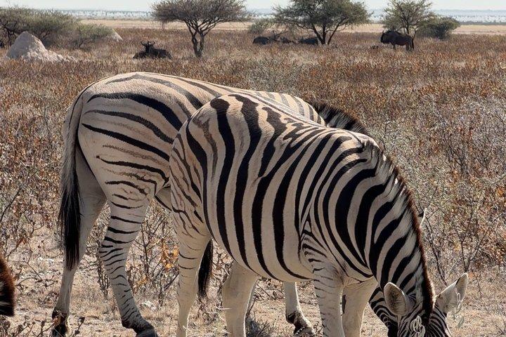 3 Day Etosha Wildlife Escape from Windhoek