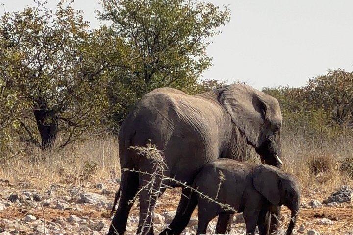 3 Day Etosha Wildlife Escape from Windhoek