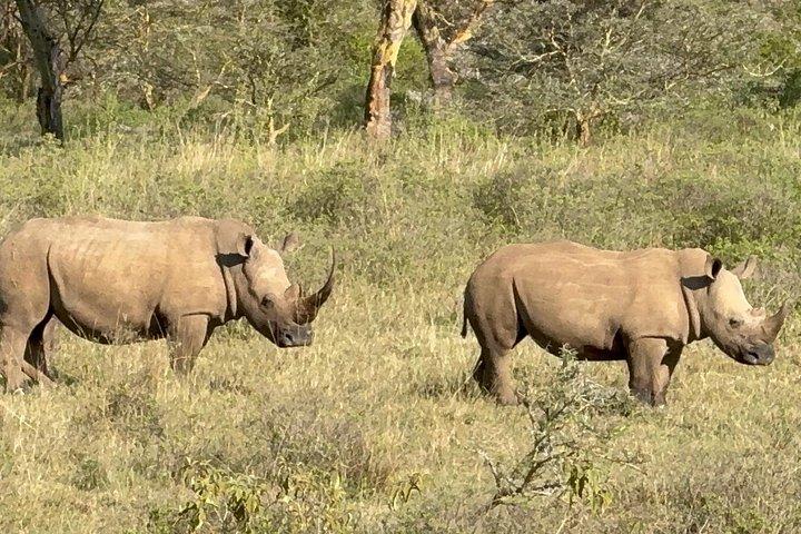 ザンジバルからミクミ国立公園へのフライイン終日サファリ