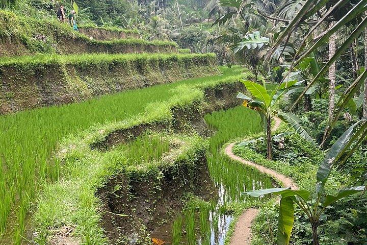 Ubud Private Trip: Bali Swing, Hidden Waterfall & Sacred Temple