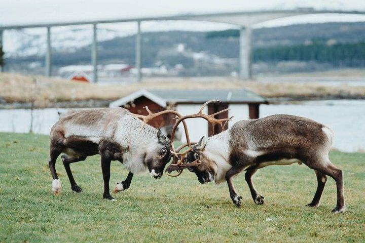 Excursion dans la nature arctique au départ de Tromsø avec pique-nique panoramique Sommarøy