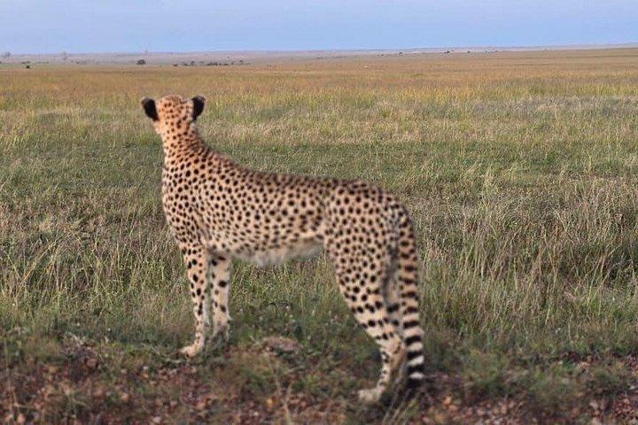 ナイロビ発マサイマラとナクル湖サファリアドベンチャー4日間