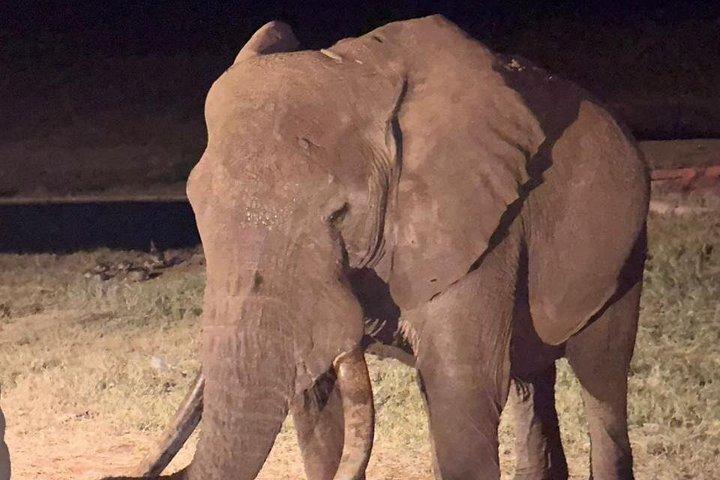 ナイロビ発マサイマラとナクル湖サファリアドベンチャー4日間