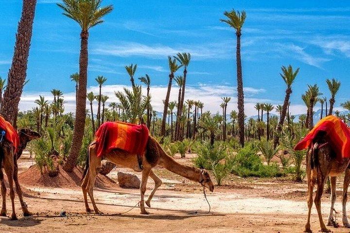 Marrakech : Palmeraie Quad Bike e Camel Ride Experience