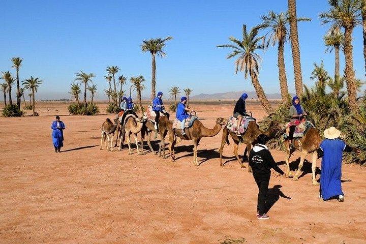 Marrakech : Palmeraie Quad Bike e Camel Ride Experience