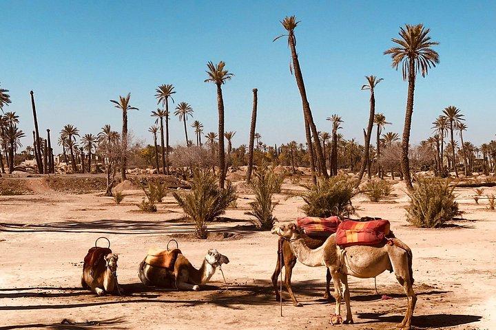 Marrakech : Palmeraie Quad Bike e Camel Ride Experience