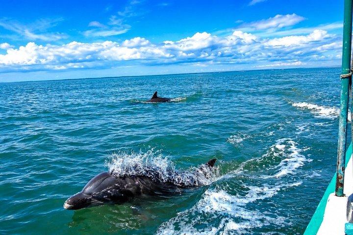 Excursion d'une journée dans les mangroves de dauphins et observation des oiseaux au départ de Guayaquil
