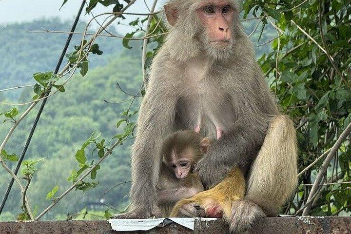 （SGNP）国立公園+カンヘリ洞窟+ライオンサファリ+ジャイン・テンプル