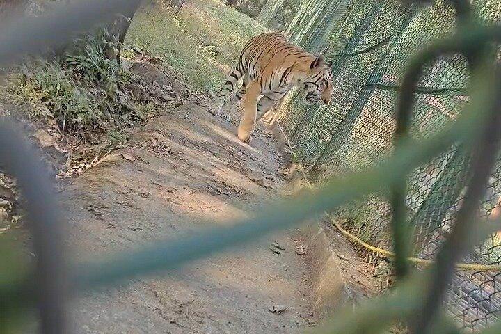 （SGNP）国立公園+カンヘリ洞窟+ライオンサファリ+ジャイン・テンプル