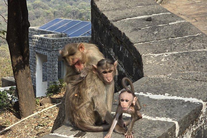 （SGNP）国立公園+カンヘリ洞窟+ライオンサファリ+ジャイン・テンプル