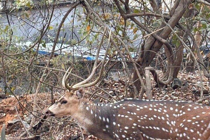 （SGNP）国立公園+カンヘリ洞窟+ライオンサファリ+ジャイン・テンプル
