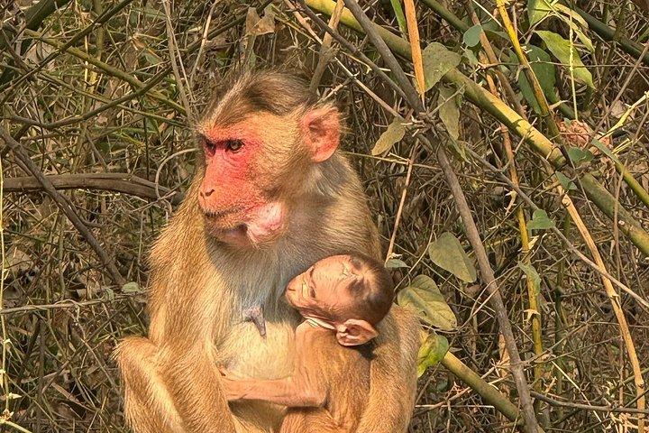 （SGNP）国立公園+カンヘリ洞窟+ライオンサファリ+ジャイン・テンプル