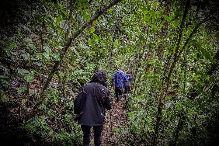 Howler Monkey Experience : 自然、フィランディア、地元の味