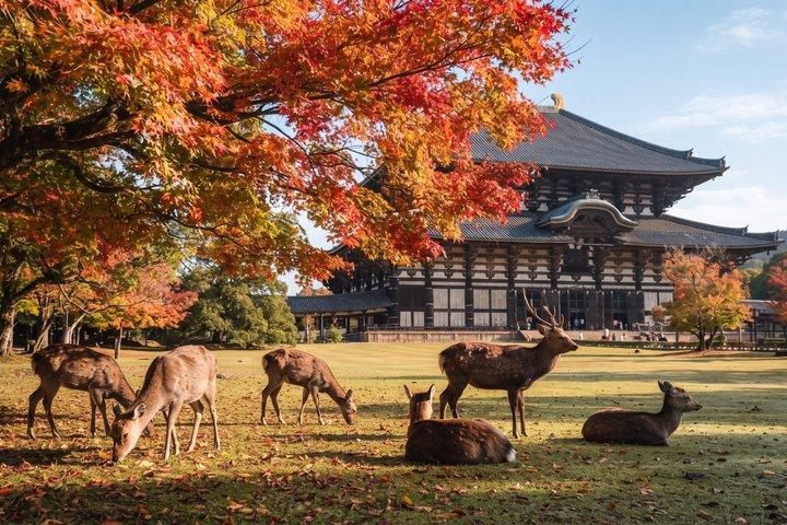 Nara Private Tour: Great Buddha, Park Deer & World Heritage