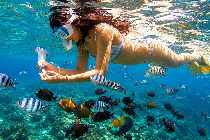 Lovina Dolphin Swim & Snorkel Sunrise con punti panoramici