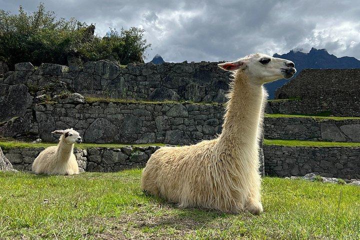 Excursion to Machupicchu by train Expedition Cusco 1 Day