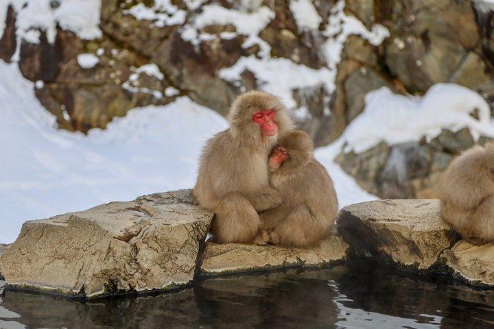 Vanuit Tokio : Dagtrip naar Nagano Snow Monkey Park met rundvlees Sukiyaki