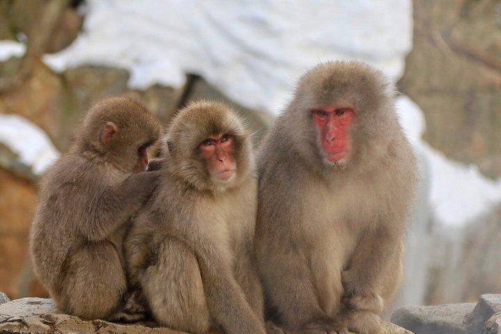 Vanuit Tokio : Dagtrip naar Nagano Snow Monkey Park met rundvlees Sukiyaki