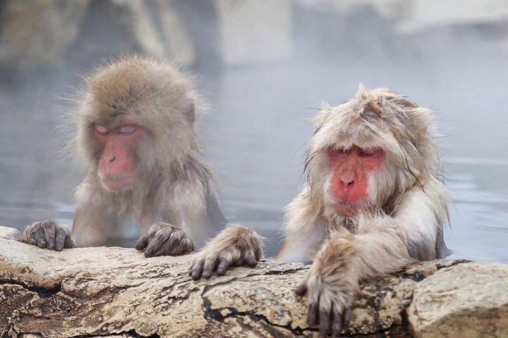 From Tokyo: Nagano Snow Monkey Park Day Trip with Beef Sukiyaki
