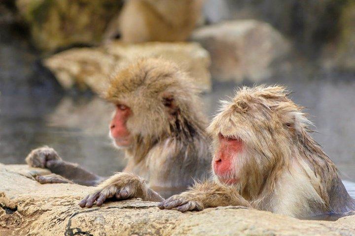 Vanuit Tokio : Dagtrip naar Nagano Snow Monkey Park met rundvlees Sukiyaki