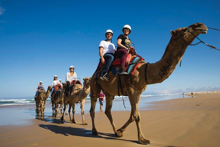 イルカ/クジラ クルーズ オプション付き、シドニーからのポート ステファンズ プライベート ツアー
