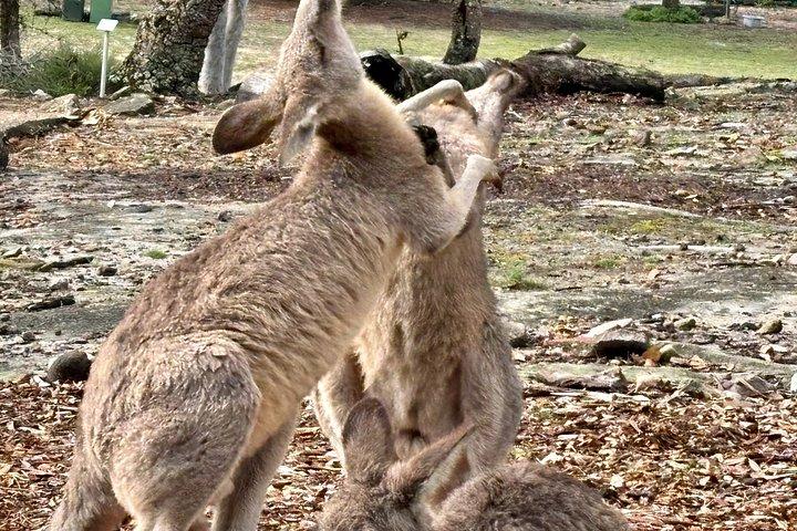 オーストラリアの爬虫類公園オプション付き、シドニーからのセントラル コースト プライベート ツアー