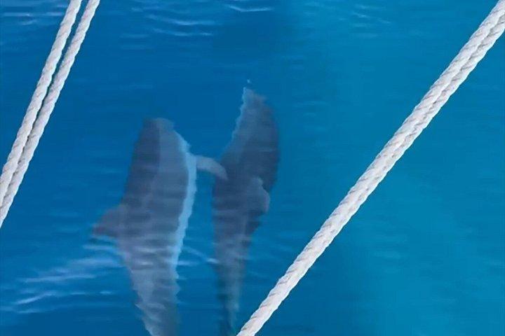 ザダルからのイルカ遊覧船ツアー（食事と飲み物付き）