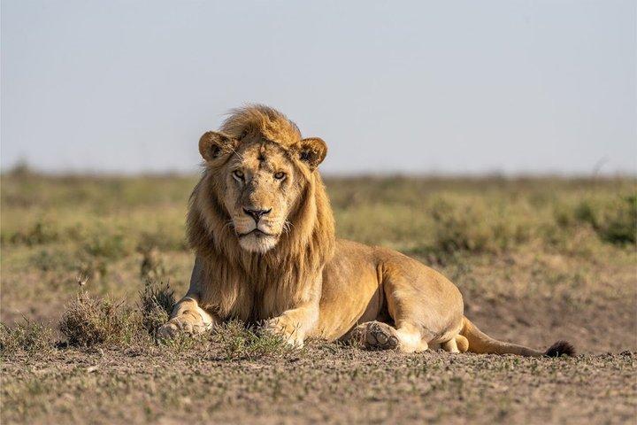 Arusha Regio Tarangire Nationaal Park 7-daagse privé 4WD Safari