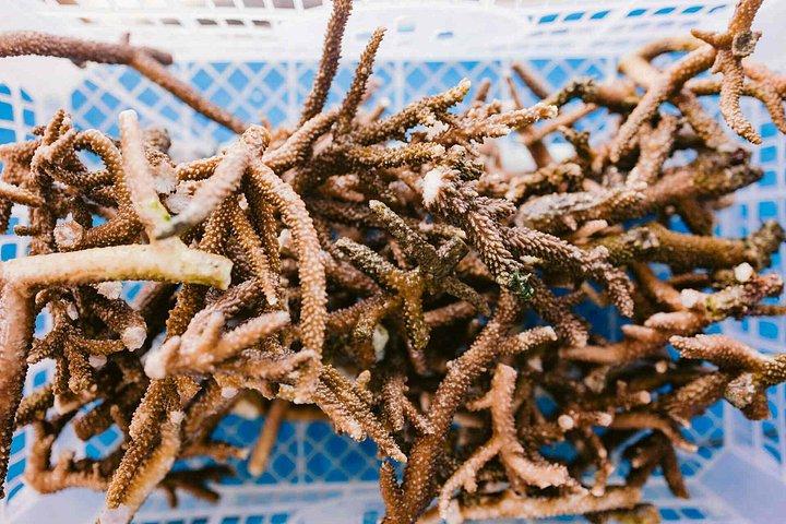 バリ島最大のサンゴ再生サイトでのサンゴ植物とシュノーケリング