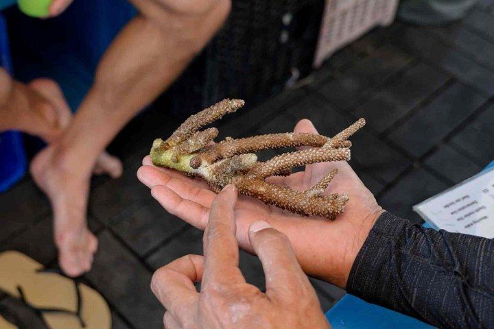 バリ島最大のサンゴ再生サイトでのサンゴ植物とシュノーケリング