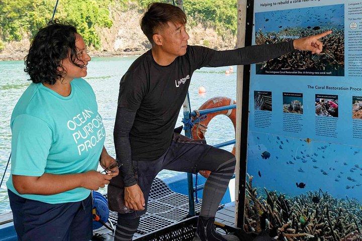 バリ島最大のサンゴ再生サイトでのサンゴ植物とシュノーケリング