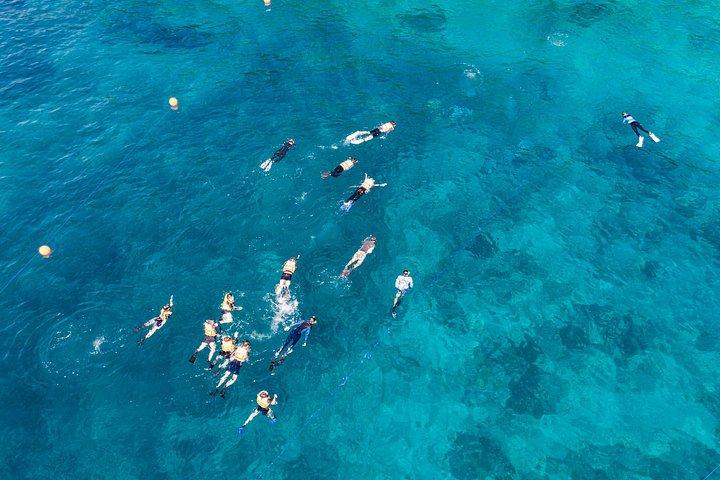 バリ島最大のサンゴ再生サイトでのサンゴ植物とシュノーケリング