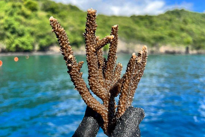 Coral Plant and Snorkel in Bali's Biggest Coral Restoration Site