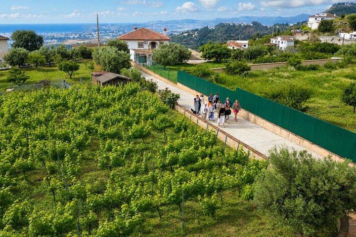 Viñedo y Bodega Ecológica Málaga : 6 Vinos, 2 Aceites & Transferencia
