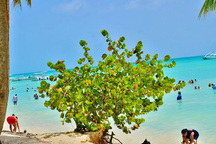 サオナ島カタマランでのランチとプンタカナからの送迎