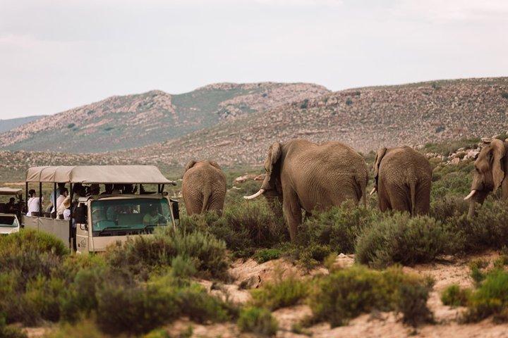 Big Five Safari Tour from Cape Town