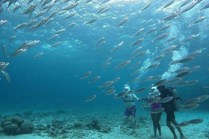 シートレックキュラソー：水中ヘルメットウォーク、水泳不要