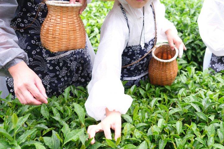 杭州西湖霊隠寺とお茶体験