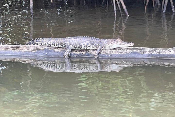 ベントタ川サファリ マングローブと野生動物アドベンチャー
