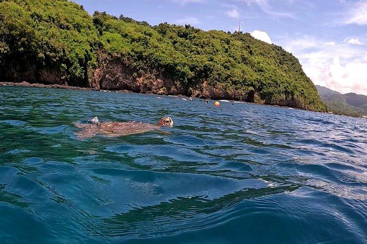 バリ島最大のサンゴ再生サイトでのサンゴ植物とシュノーケリング
